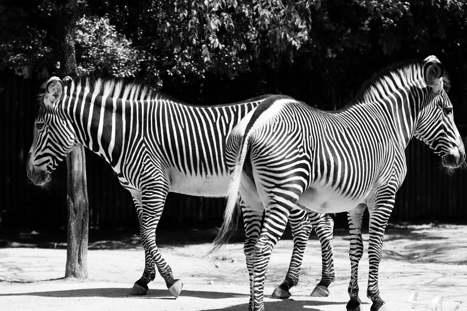 Striking black and white zebra portraits captured in an outdoor setting at Lisbon Zoo.