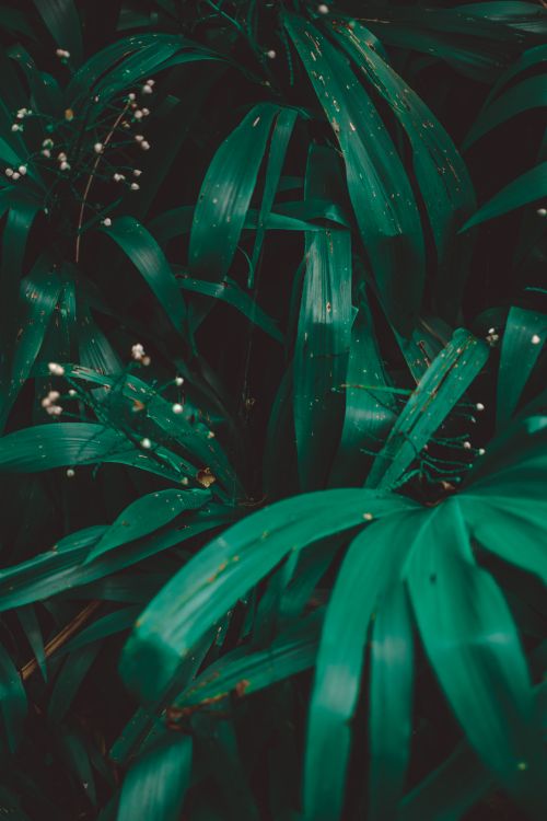 Free Dense green foliage with a tropical vibe and dewdrops, perfect for nature backgrounds. Stock Photo