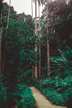 在宁静的小路上，捕捉丛林场景中郁郁葱葱的绿色植物和高大的树木