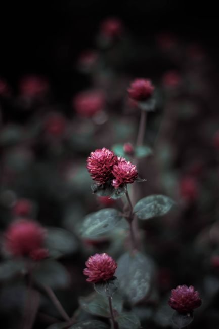 Artistic close-up of red flowers blooming against a dark, moody background with selective focus.