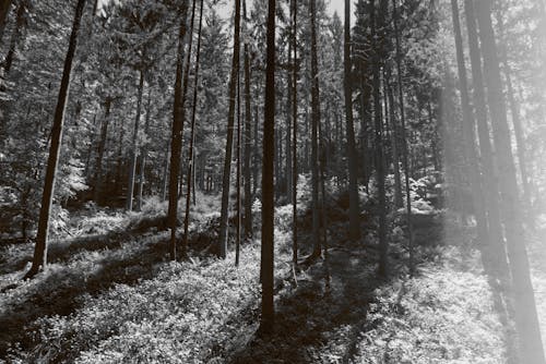 Imagine de stoc gratuită din alb-negru, arbori, brazi