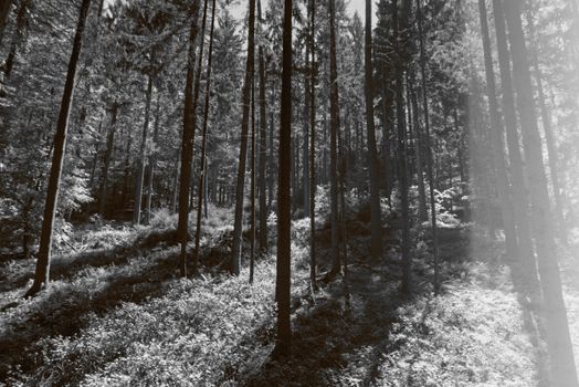 Monochrome view of tall trees in a serene forest setting, capturing the essence of nature.