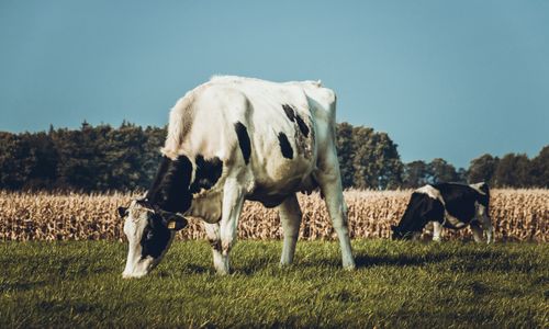Free Close-up of Holstein cows grazing in a sunlit field against a blue sky. Stock Photo