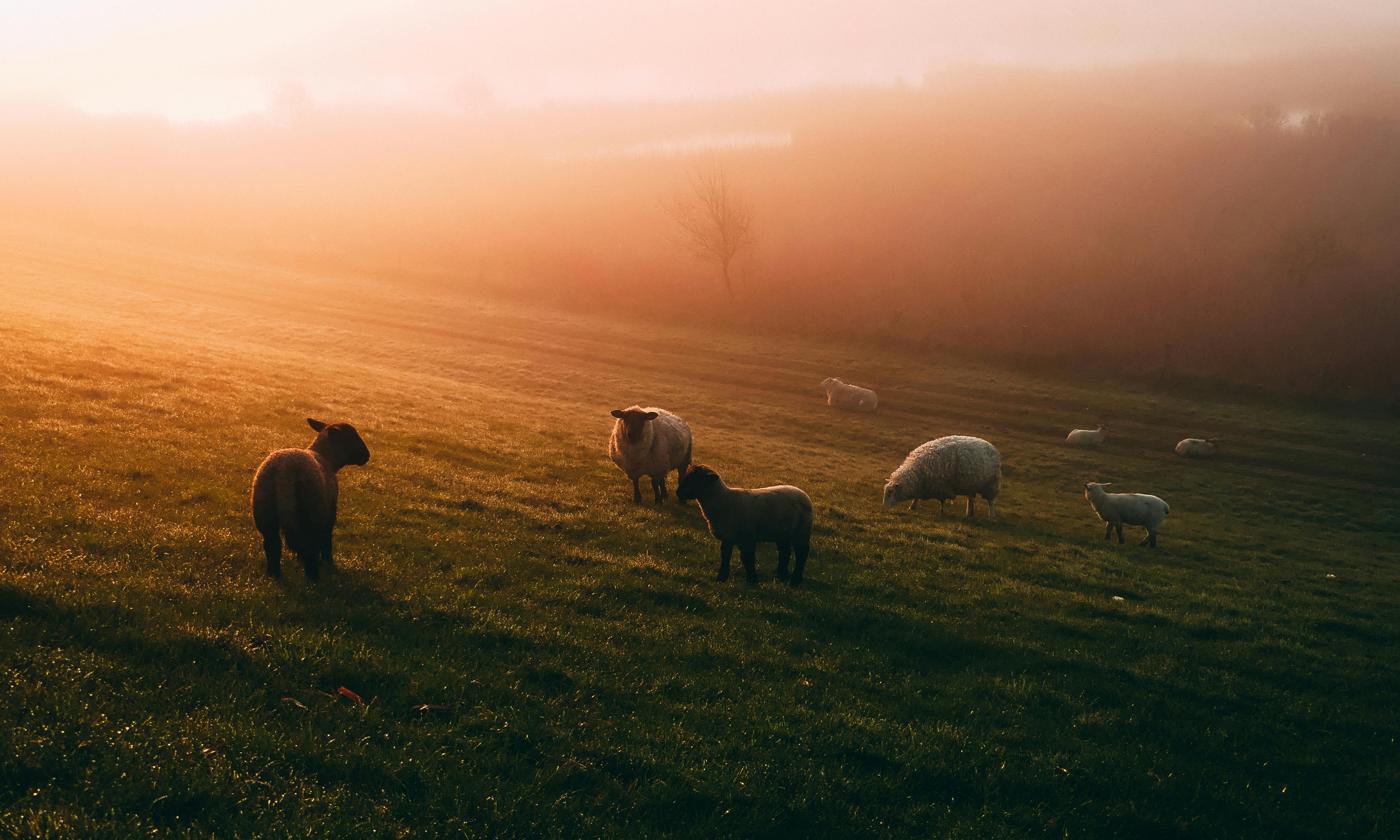 Foto De Ovelha No Campo · Foto Profissional Gratuita