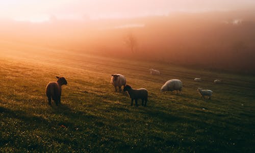 ảnh Của Sheep On Field