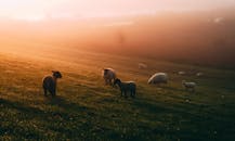 晨雾中，绵羊在牧场上吃草，构成一幅宁静的乡村日出景象