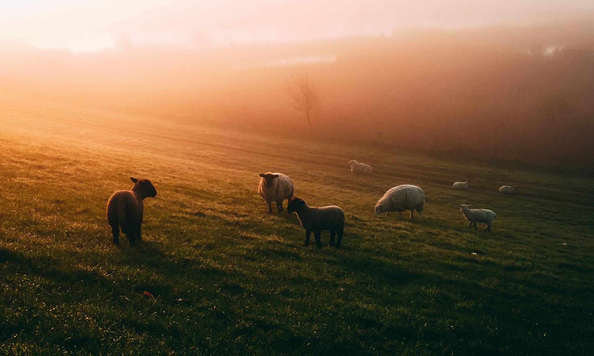 Photo de moutons dans le champ