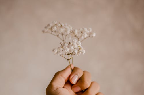 Kostenlos Person, Die Weiße Verkrustete Blumen Hält Stock-Foto