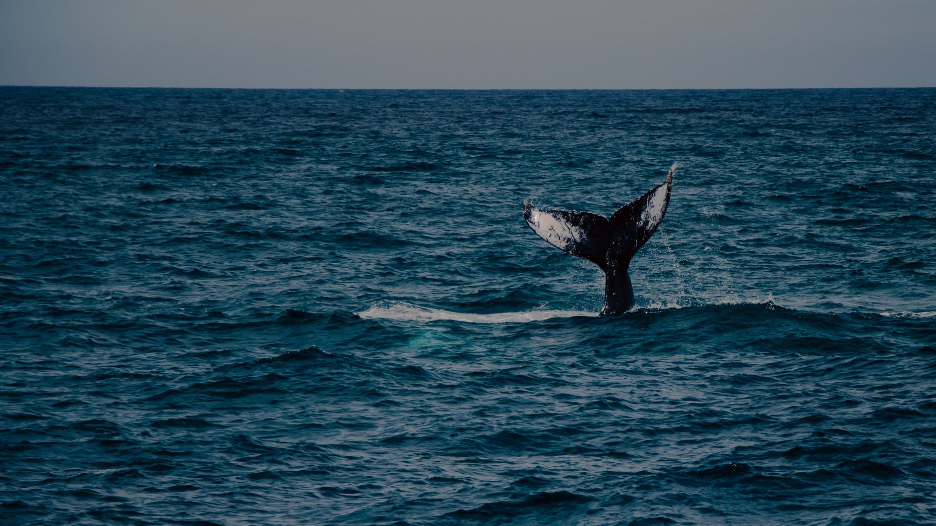 UNI Breakout Gains Steam as CME Futures and Whales Fuel Rally