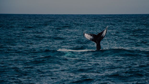 Ishigaki whale shark snorkel — Okinawa