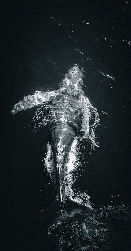 Black and White Photo of a Marine Animal Swimming Underwater 