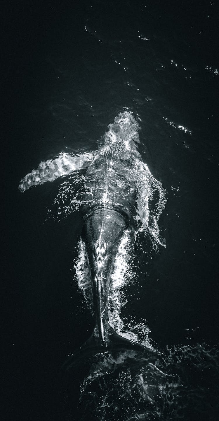 Black And White Photo Of A Marine Animal Swimming Underwater 