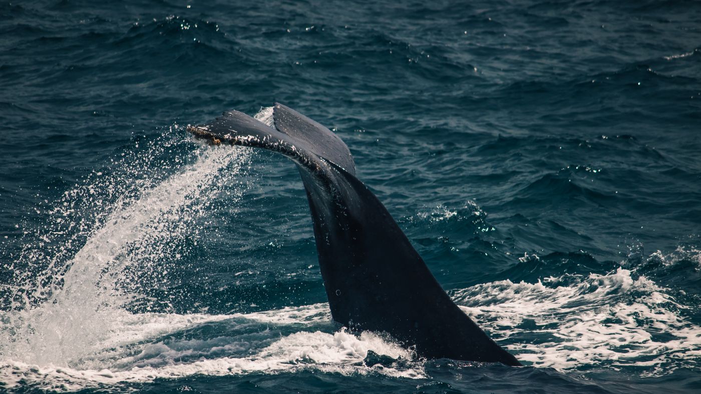 San Diego Whale Watching: My Gray Whale Season Guide