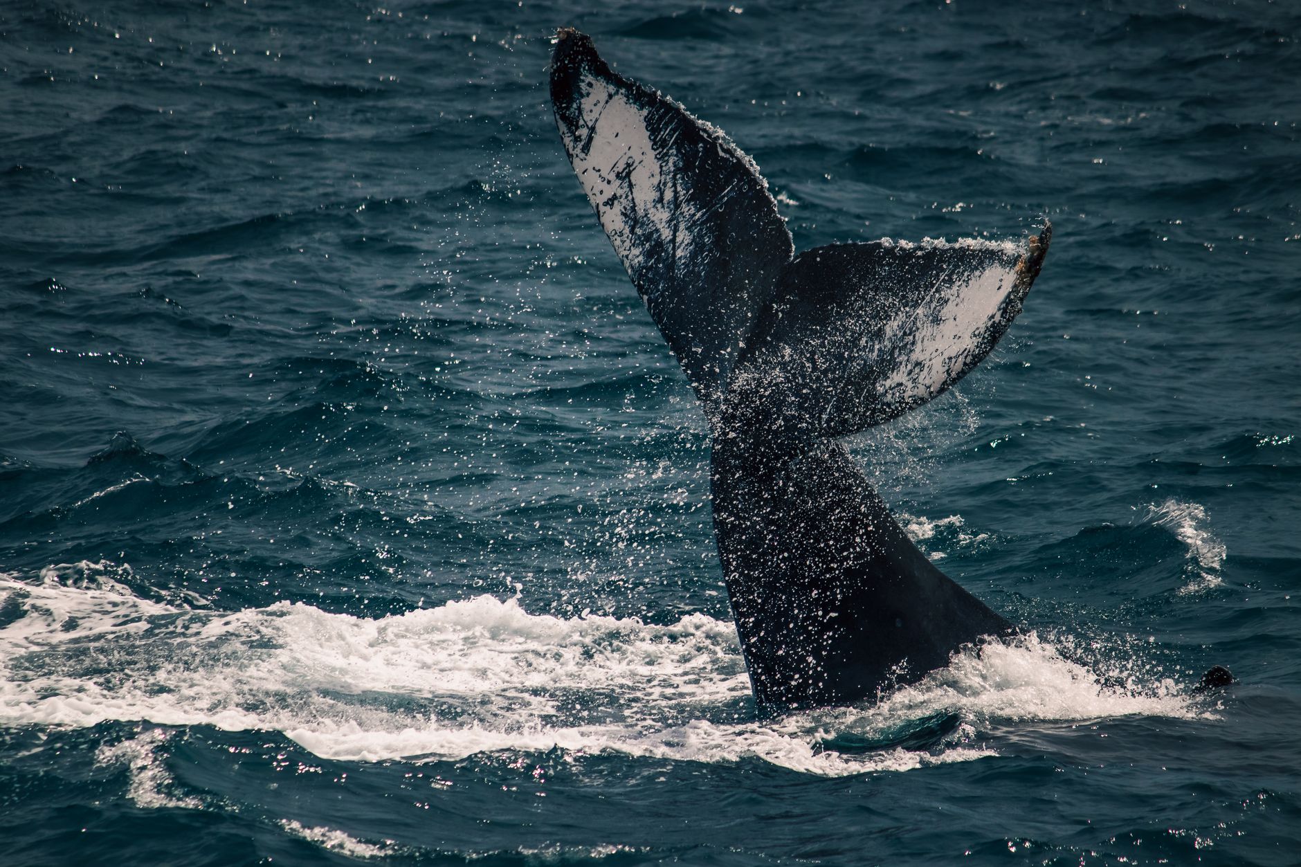 The Rice's Whale: A Rare Species at the Heart of Gulf Drilling Controversy