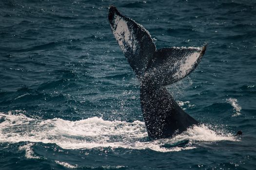 A stunning capture of a blue whale's tail emerging from the ocean in Cabo San Lucas, Mexico.