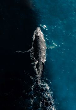 Drone capture of a whale swimming in Cabo San Lucas, showcasing marine life from above.