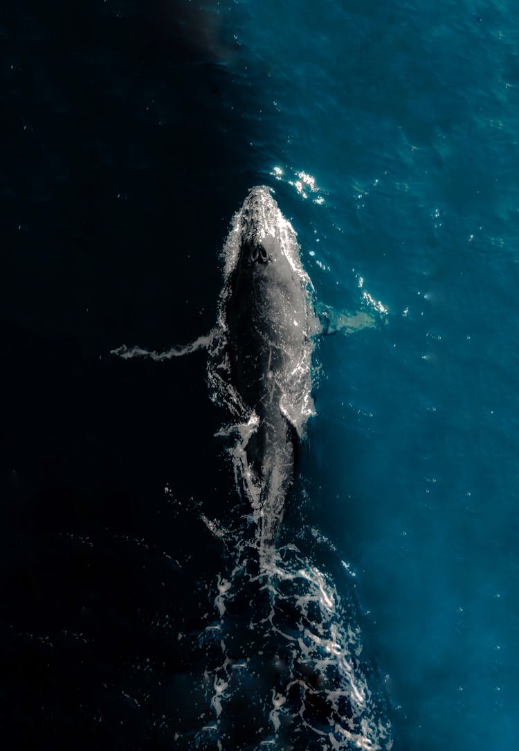 Drone Shot Of A Marine Animal Swimming Underwater 