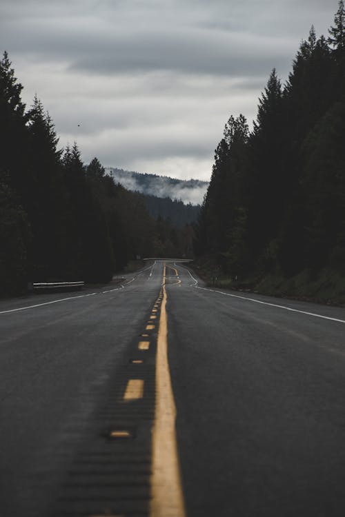 Grey Concrete Road Between Trees