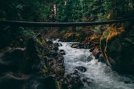 溪流穿过茂密的森林，水流湍急，岩石上长满苔藓，非常适合自然爱好者