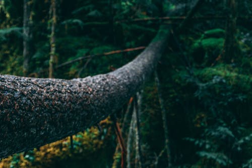 Gratis stockfoto met boom, log, natuur
