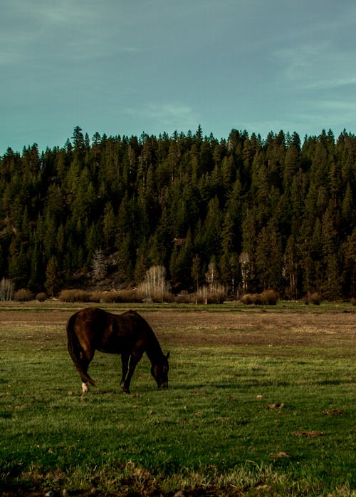 Cavalo Revestido De Marrom Em Pé No Campo De Grama