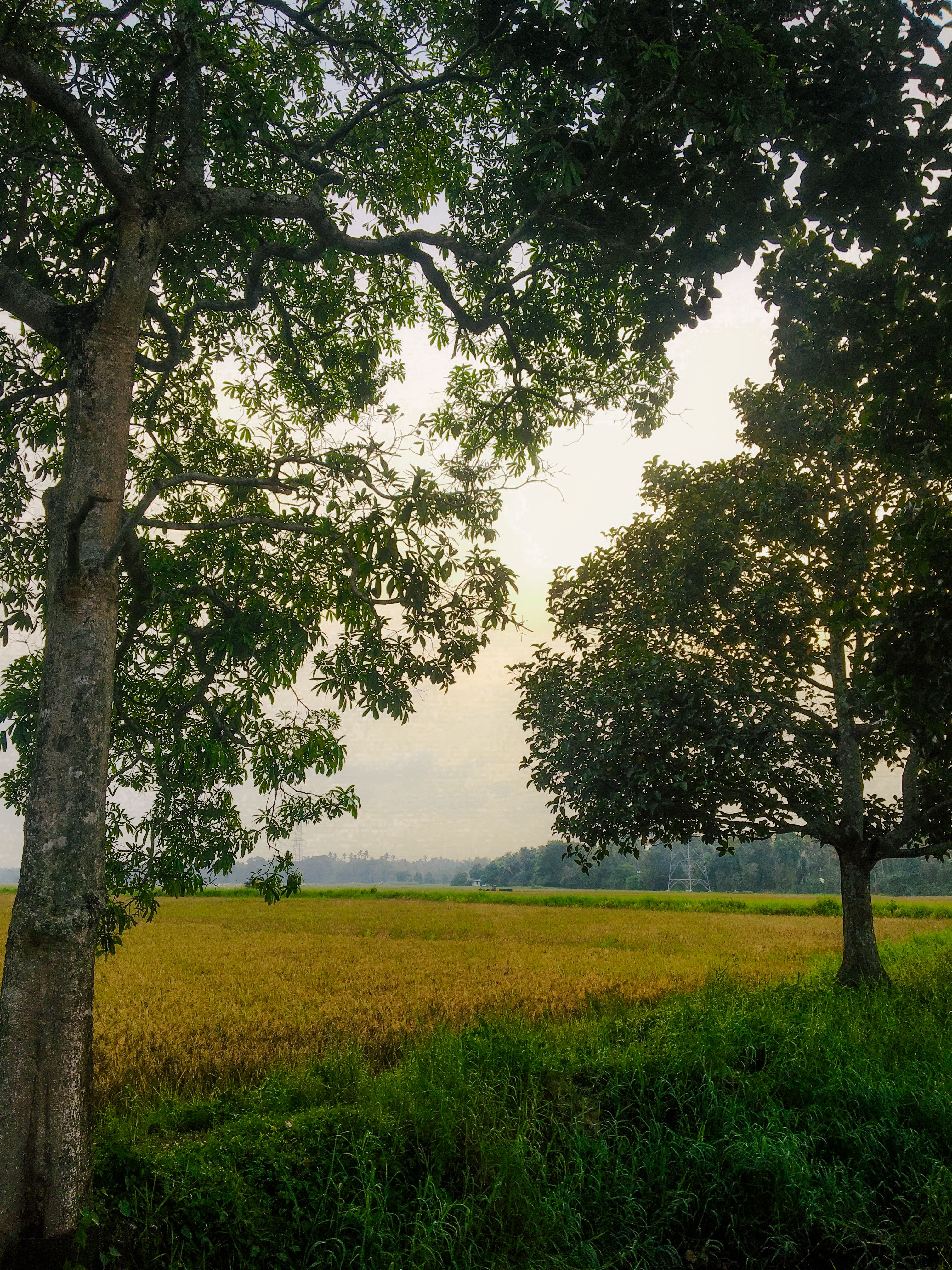 Trees and Rural Field in Countryside · Free Stock Photo