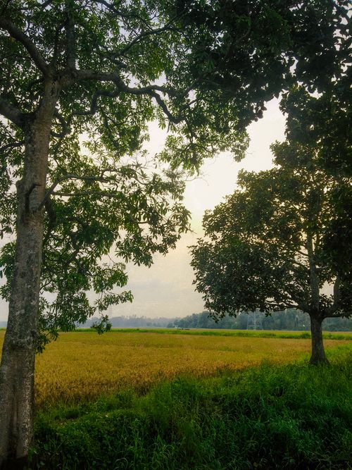 Free Serene countryside view with fields and trees in Thrissur, India at daytime. Stock Photo