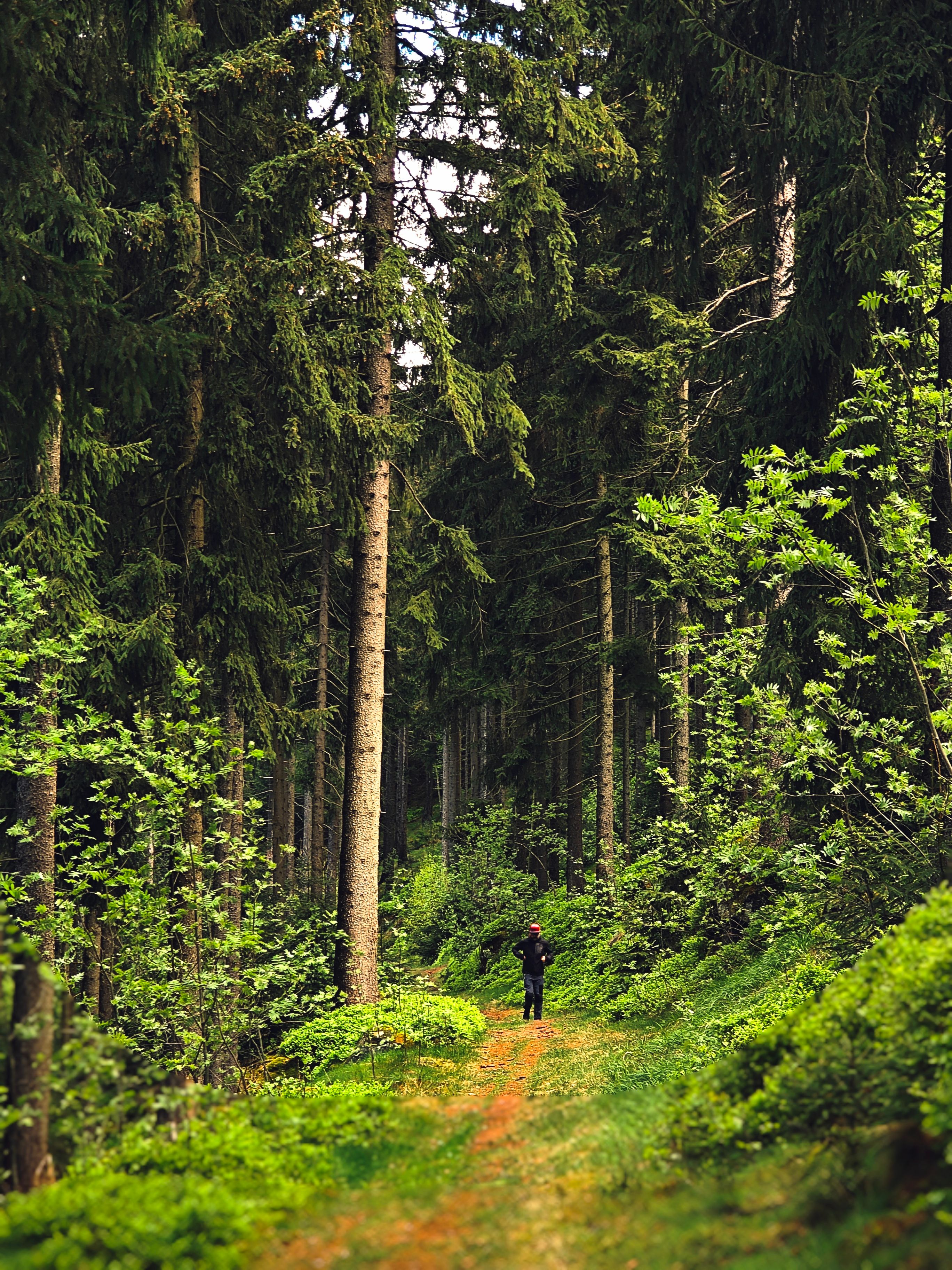 A lone man walks through a lush forest path in Zittau Mountain Nature Park.