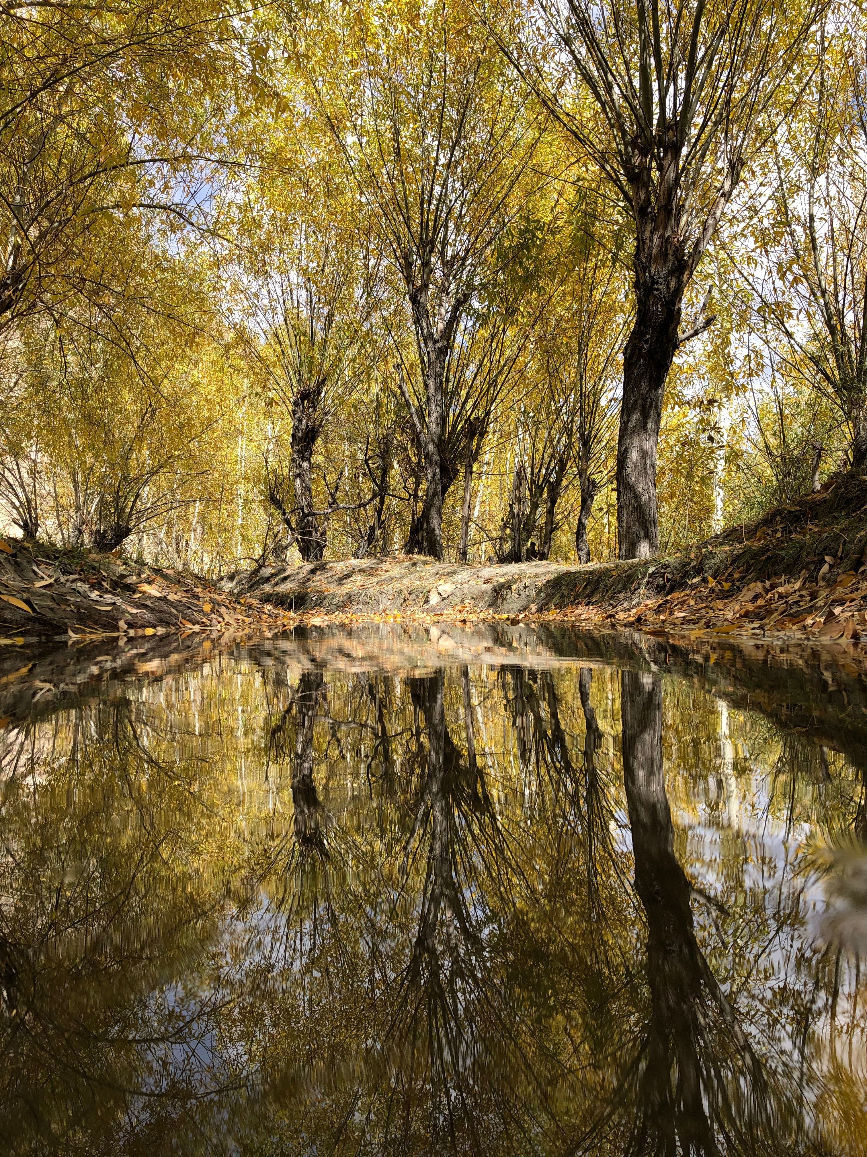 Golden autumn trees reflecting in a serene stream in Kargil during fall season.