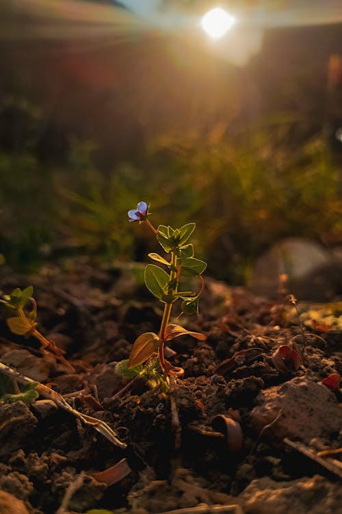 Foto stok gratis alam yang indah, bunga yang indah, cahaya matahari