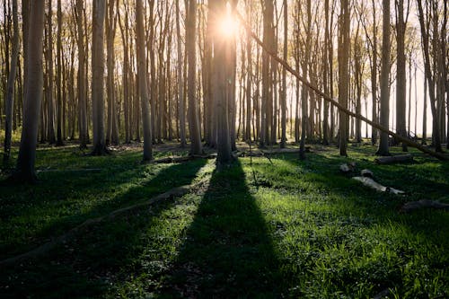 Fotos de stock gratuitas de amanecer, árbol, bañador