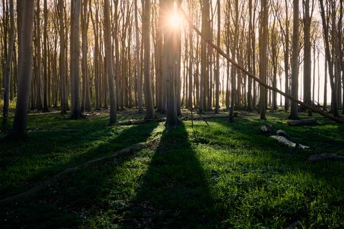 Free Peaceful forest landscape with sunlight streaming through tall trees, casting long shadows on the ground. Stock Photo