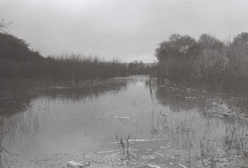 Fotobanka s bezplatnými fotkami na tému bazén, čierny a biely, hmla