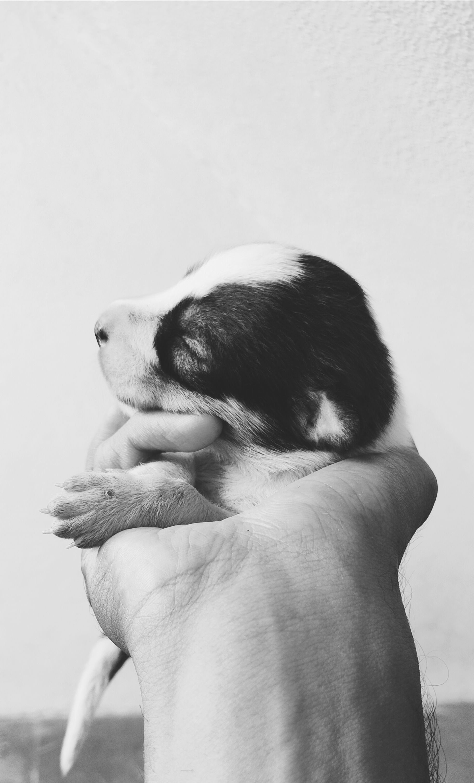 Dog Nuoc Man Nau Photos, Download The BEST Free Dog Nuoc Man Nau Stock