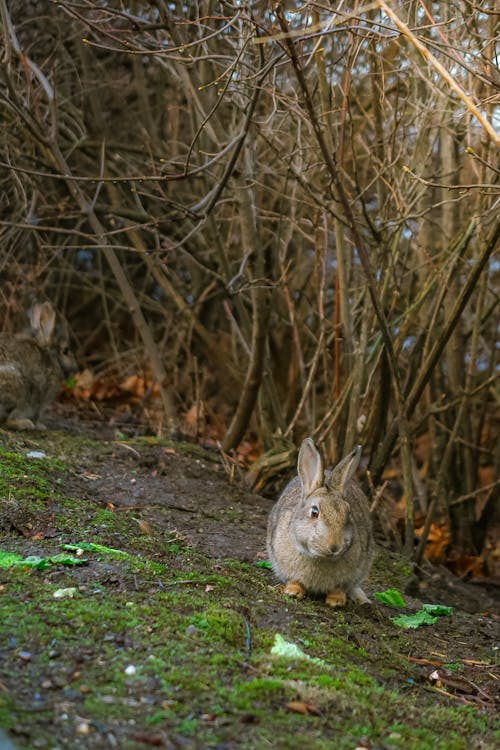 Foto stok gratis binatang, kehidupan liar, kelinci