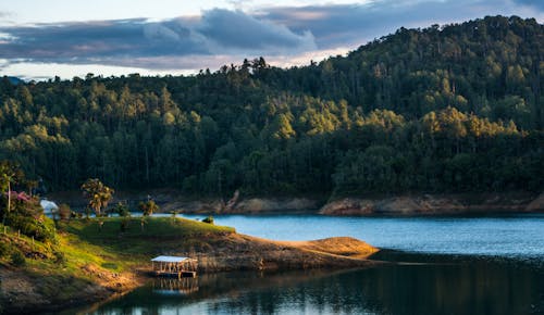 бесплатная Зеленые деревья и озеро Стоковое фото