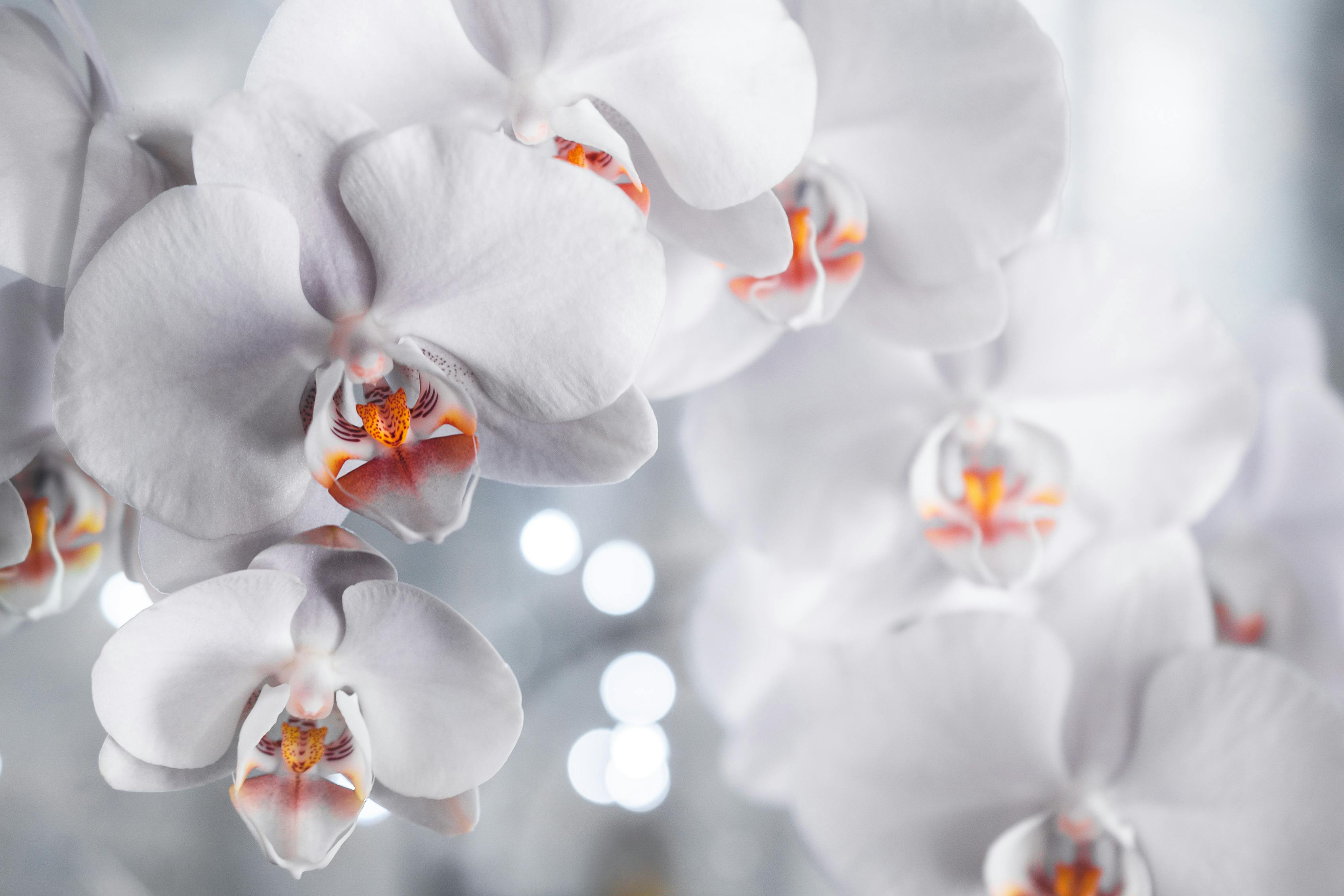Colorful Orchids Wallpapers on WallpaperDog