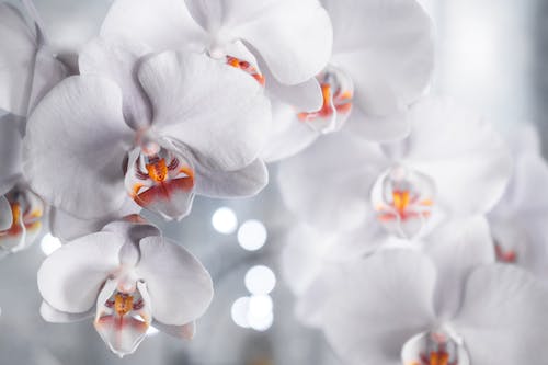 Gratis Bunga Petaled Putih Foto Stok
