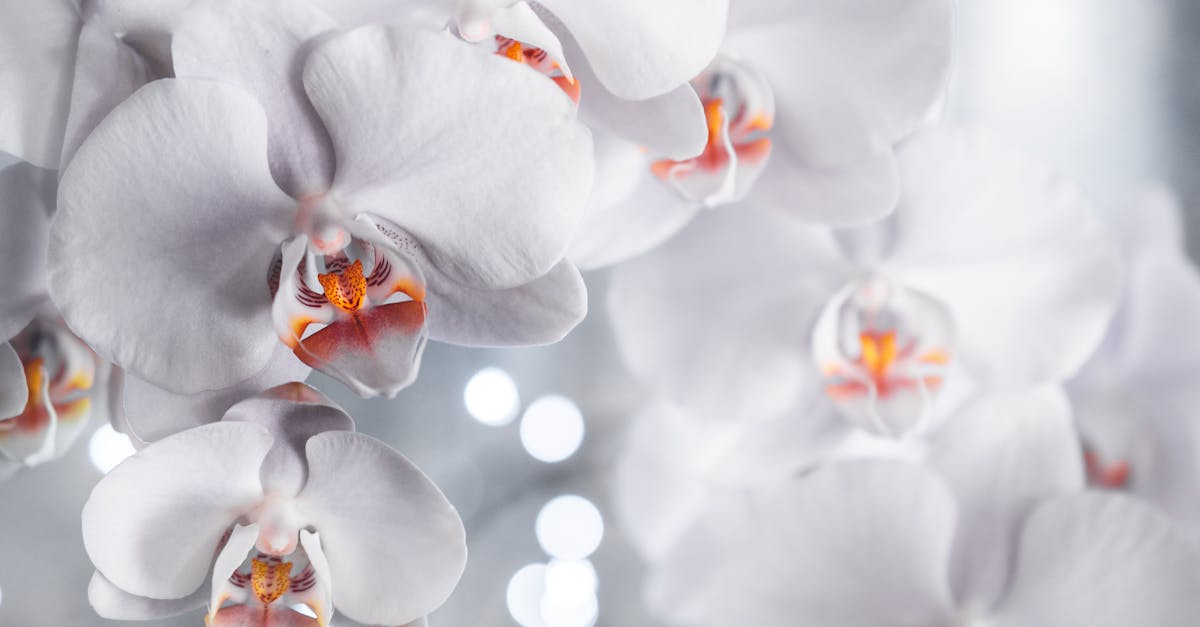 生活:芝加哥植物園年度蘭花展 寒冬中繽紛登場