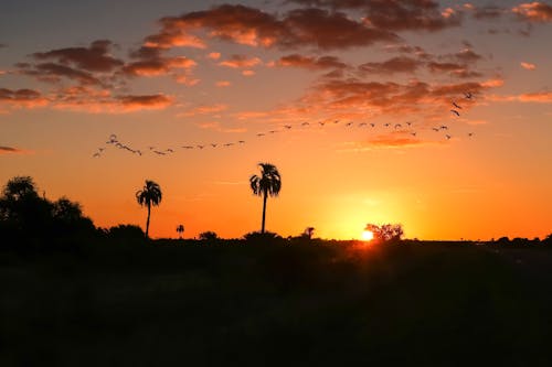 Birds on Flight Formation during Sunset