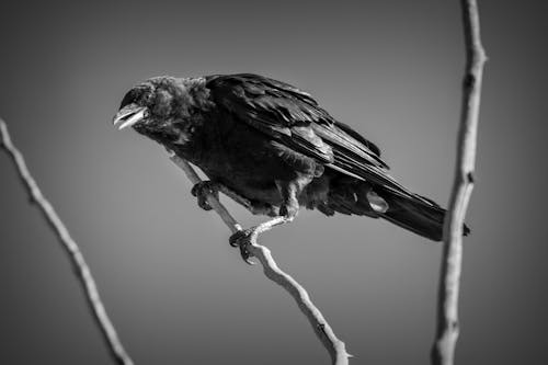 免费 鸟栖息在树枝上的灰度照片 素材图片