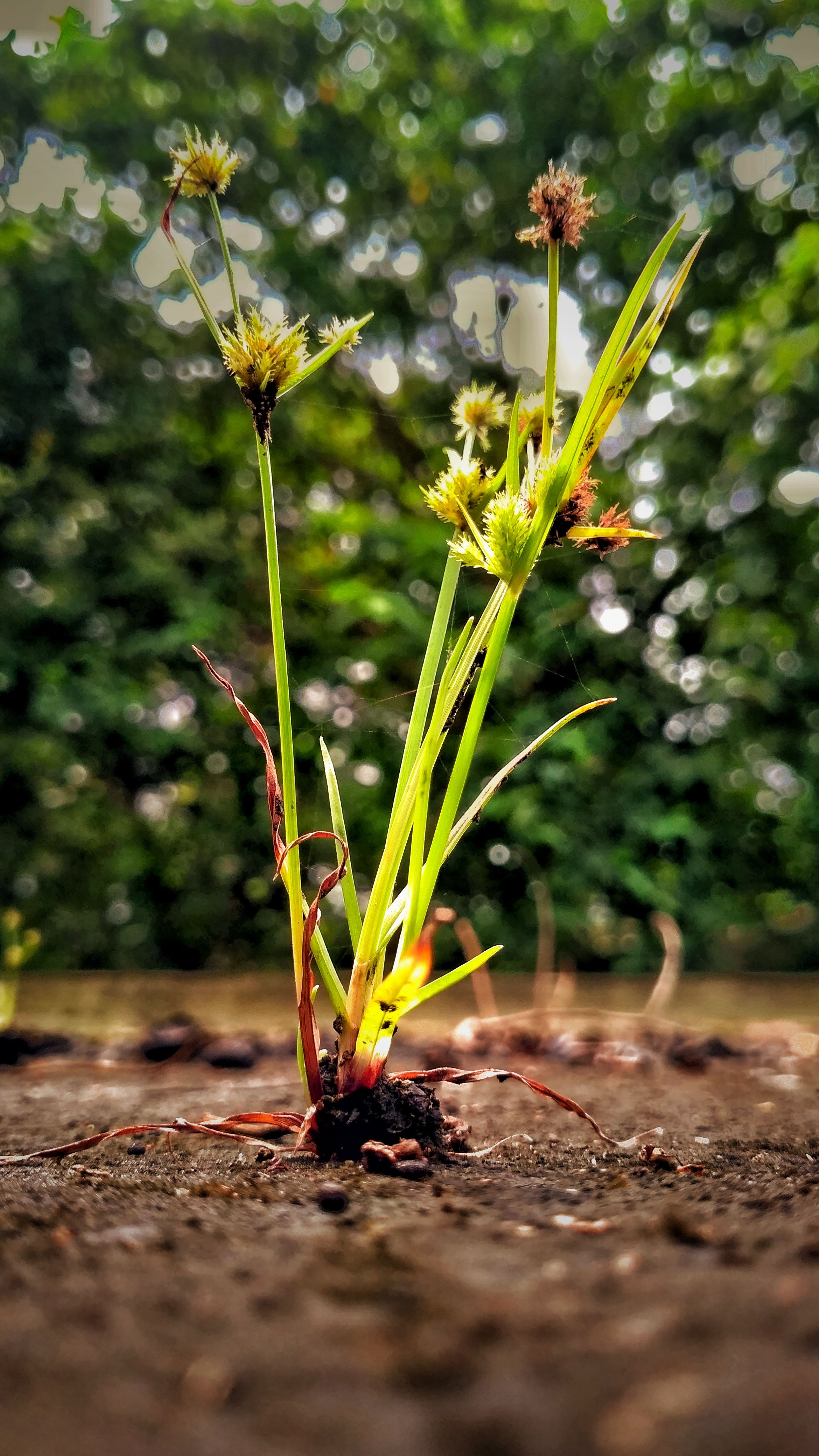 布里斯班 · QLD
