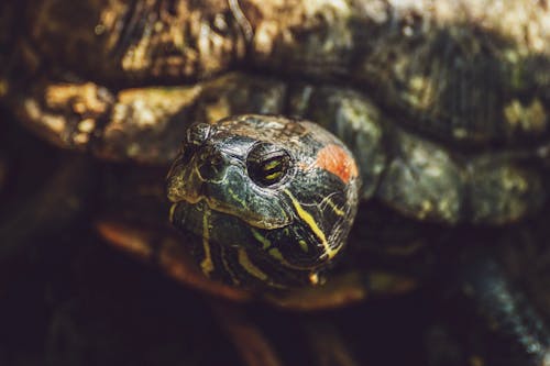 Close-up Shot Of Turtle