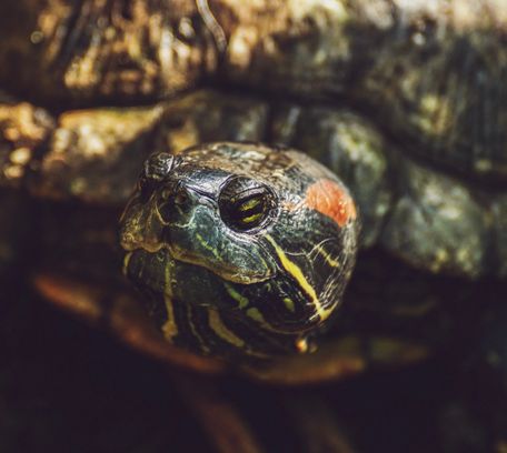 2,000+ Best Turtle Photos · 100% Free Download · Pexels Stock Photos