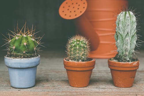 Three Green Cactus Plants