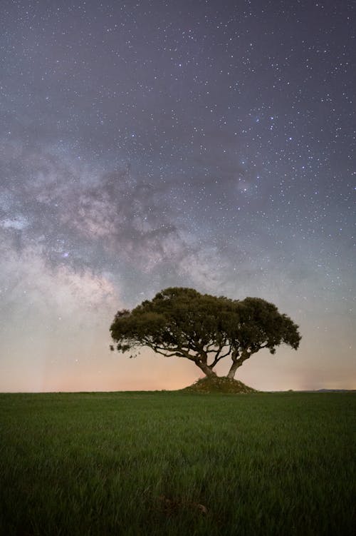 Foto d'estoc gratuïta de a l'aire lliure, agricultura, alba