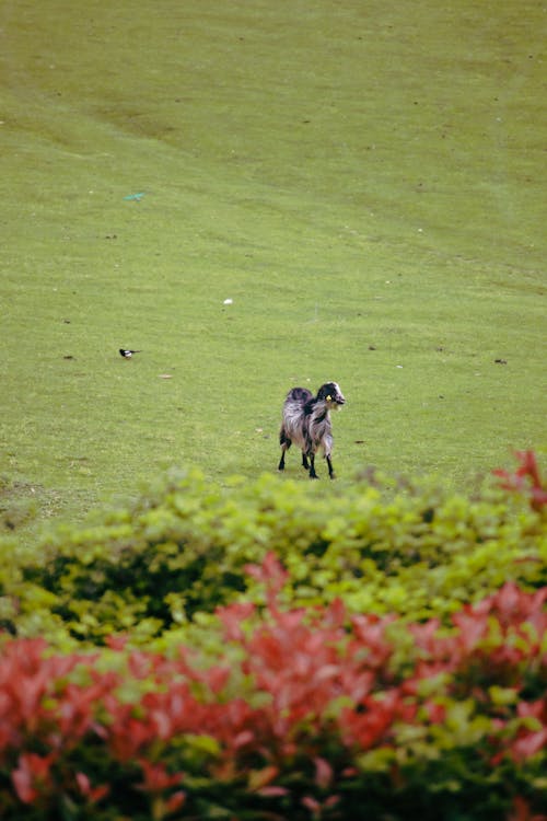 A horse is walking through a field of green grass