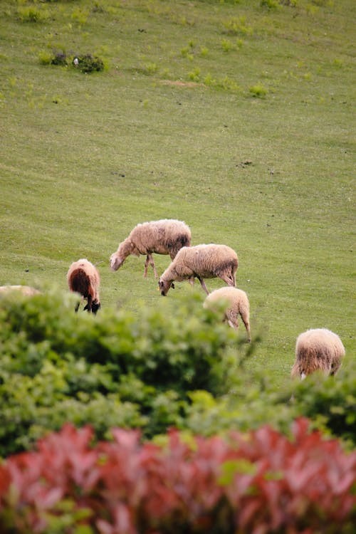 A herd of sheep grazing in a lush green field