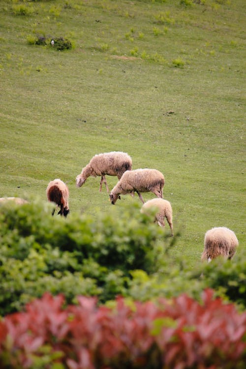 Foto profissional grátis de agricultura, animal, ao ar livre