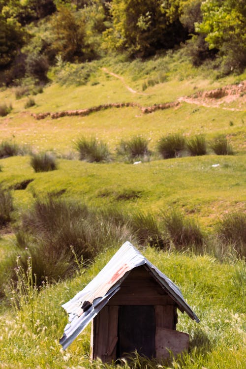 A dog is sitting in a small dog house